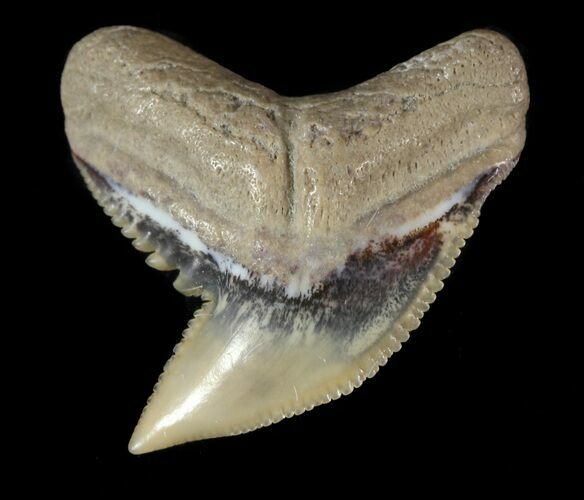 Fossil Tiger Shark Tooth - Lee Creek (Aurora), NC #47658